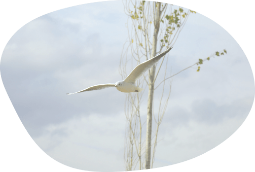 gaviota